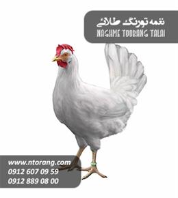 فروش پولت تخمگذار نیک چیک